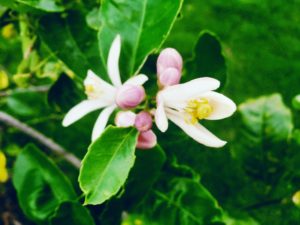 Lemon blossoms