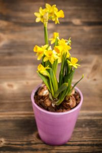 Yellow daffodils