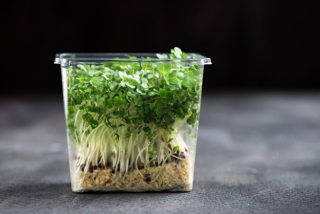 Fresh Cress Salad on Plastic Container