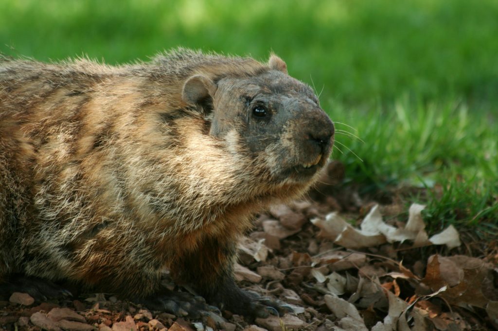 I hog the ground: Groundhog’s Day 2021