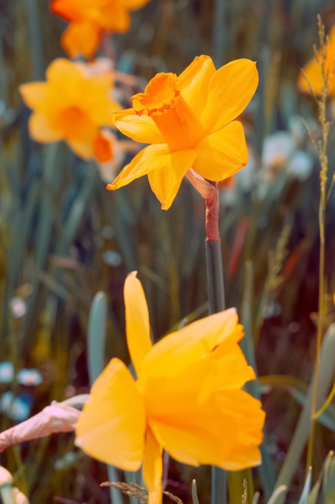 Narcissus aesthetic bloom spring summer nature background.