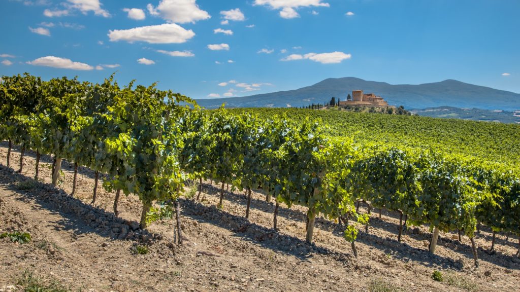 Rows of a Vineyard in a Tuscany Winery Estate