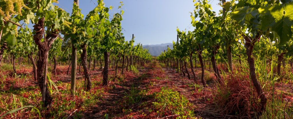 Panoramic view of chilean vineyard. Chilean landscape.