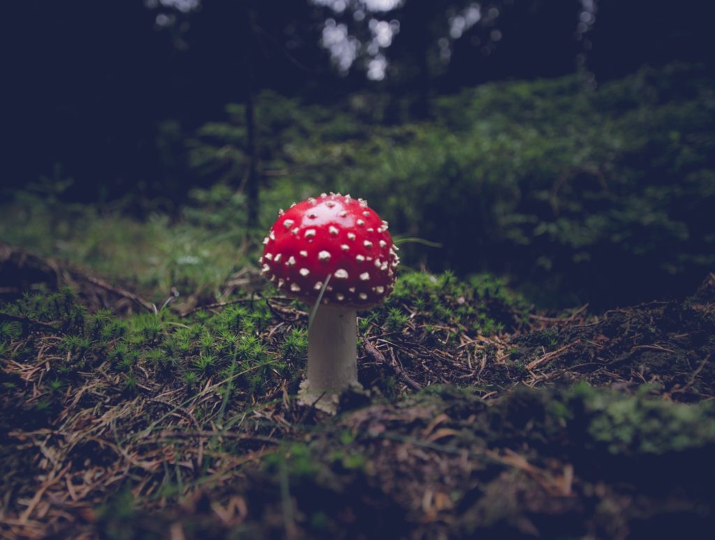 Red mushroom